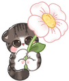 flower flower